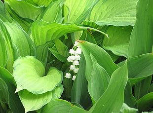 green leafed plant with white flowers