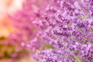macro shot photography of purple flowers during daytime
