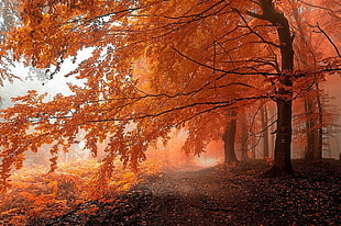 orange leaf trees, fall, mist, path, forest HD wallpaper