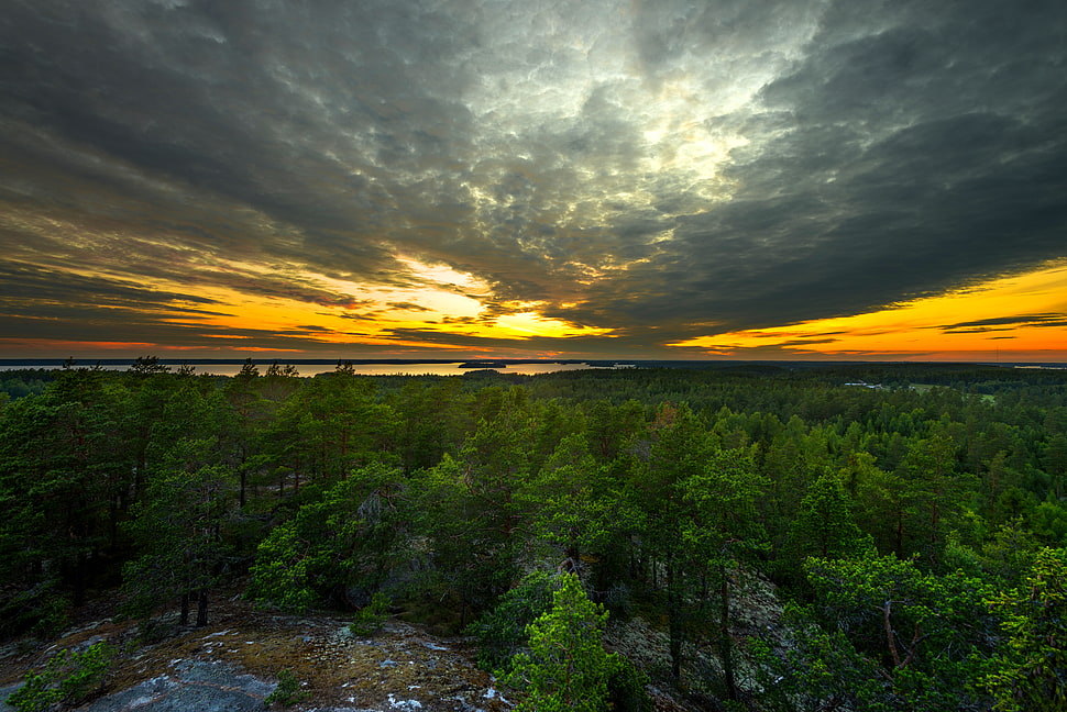 green leaf trees during sunset HD wallpaper