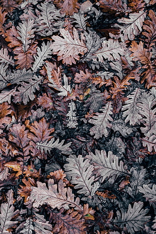 brown and gray leaves photo during day time HD wallpaper