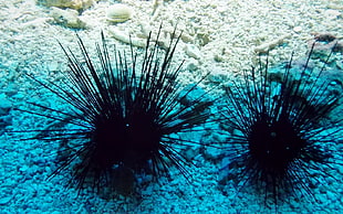 underwater photography of two black sea urchins