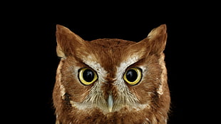brown owl closeup photo, photography, animals, birds, owl