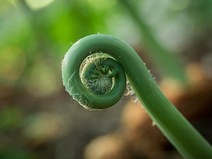 tilt shift lens view of green plant stem