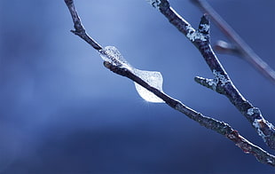 brown bare tree, twigs, macro, frost, nature