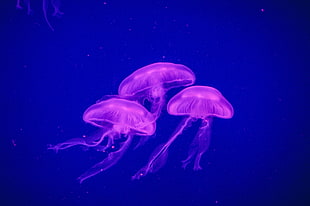 three pink jelly fishes