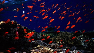 school of red fish HD wallpaper