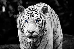 tiger with blue eyes in grayscale photography