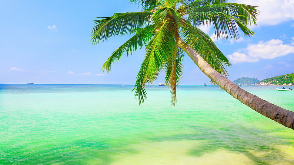 green leaf plant with green plant, palm trees, sea HD wallpaper