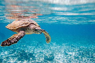 sea turtle, Africa, turtle, nature, blue