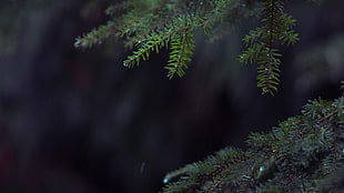 green leaf tree, photography, pine trees, trees, leaves