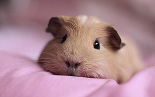 brown guinea pig lying on pink textile