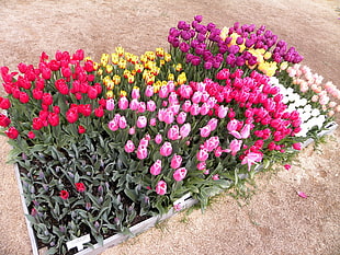 photography of bunch of tulip flowers