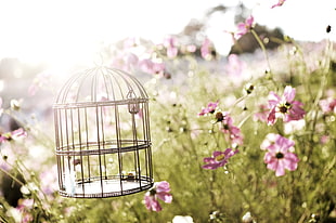 selective photography of pet bird cage surround by pink petaled flowers during daytime