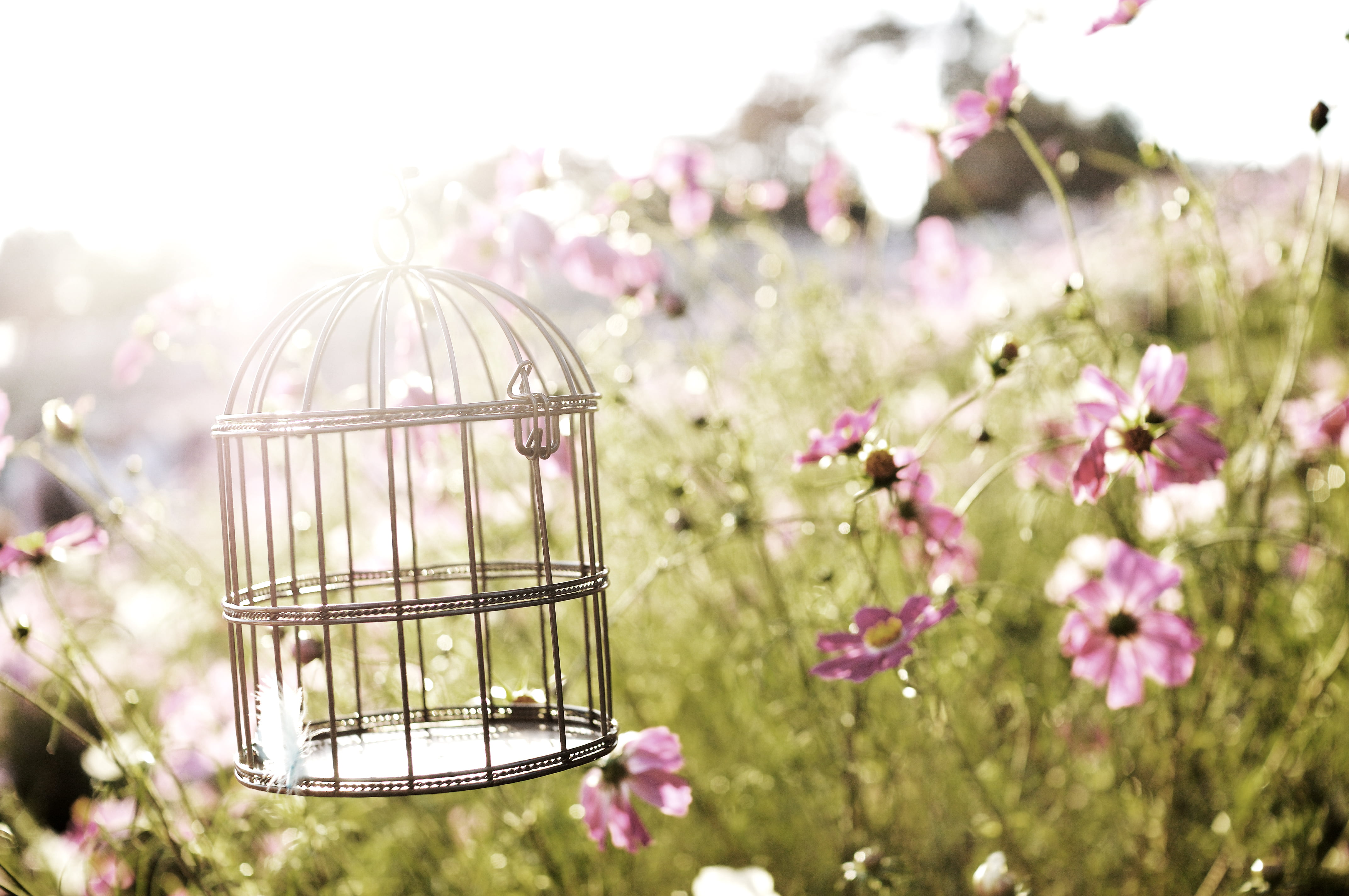 selective photography of pet bird cage surround by pink petaled flowers during daytime