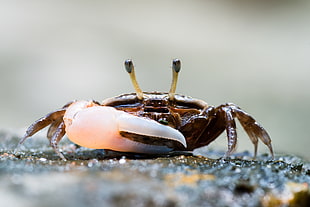 photography of brown and white crab