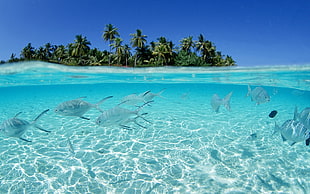 underwater photography of school of fish with palm trees at distance