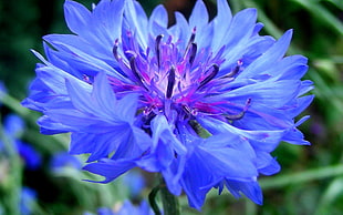 purple petaled flower, flowers, blue flowers