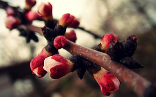 selective focus photography of flowering tree