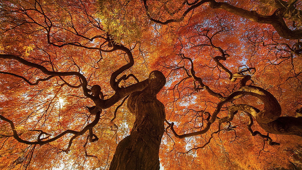 orange leaf tree on autumn HD wallpaper