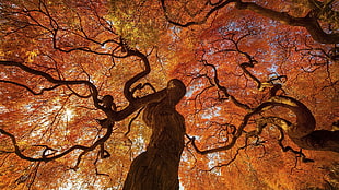 orange leaf tree on autumn