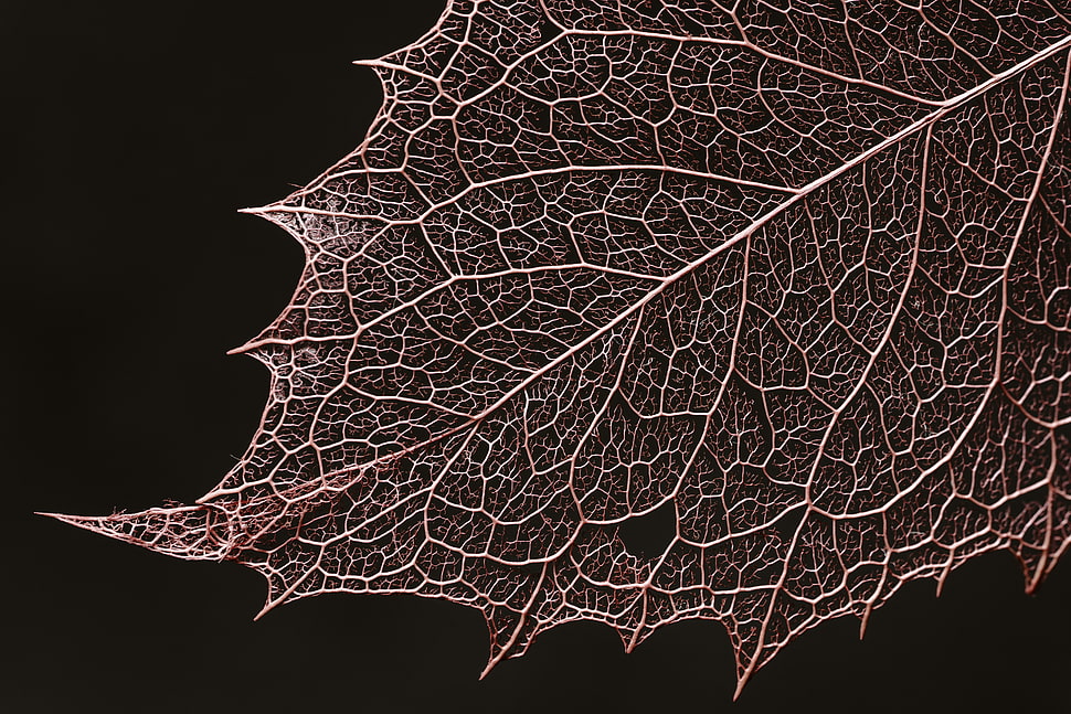 selective focus of black leaf HD wallpaper