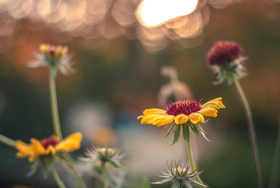 yellow and red flowers HD wallpaper