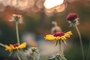 yellow and red flowers HD wallpaper