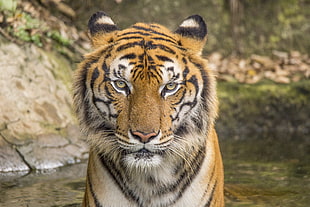 tiger, Tiger, HD, 5K HD wallpaper