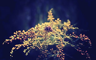 Bee,  Flower,  Background,  Dark