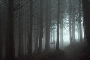 eerie forest, forest, mist, spooky HD wallpaper