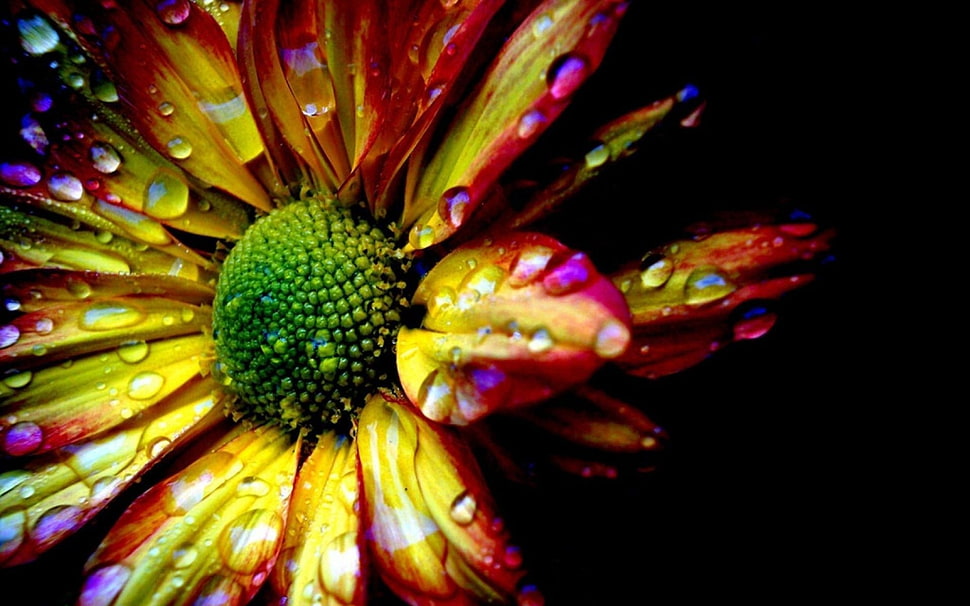 macro photography of sunflower HD wallpaper
