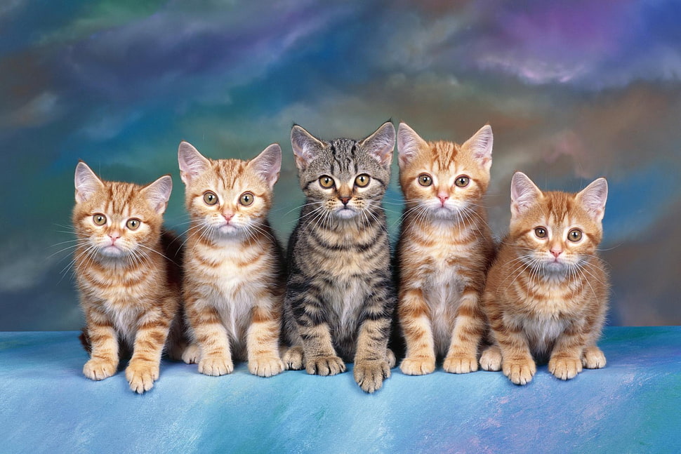 four orange and brown tabby kittnes HD wallpaper