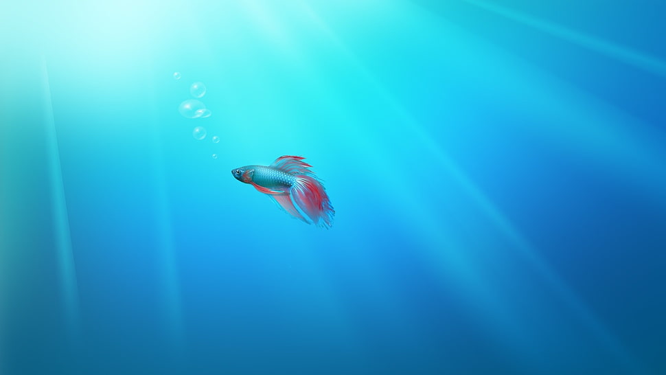 silver and red betta fish, artwork, fish, bubbles, minimalism HD wallpaper