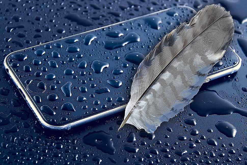 gray feather on iPhone X HD wallpaper