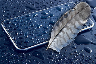 gray feather on iPhone X