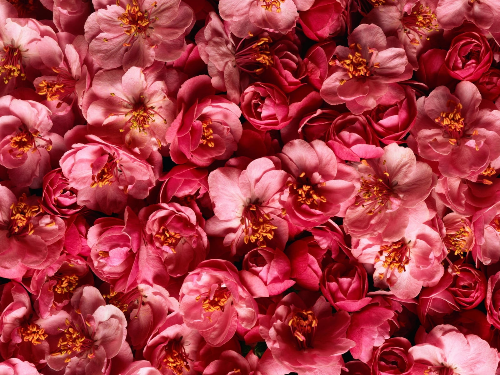 bed of pink lily flowers