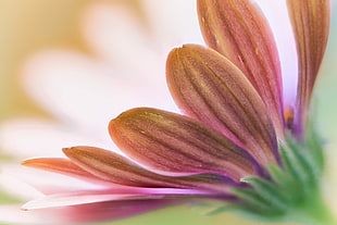 pink Osteospermum closeup photography, daisy
