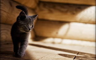 photography of gray short coated kitten during day time