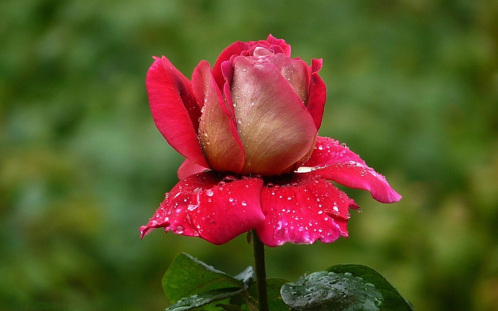 selective focus photo of red Rose HD wallpaper
