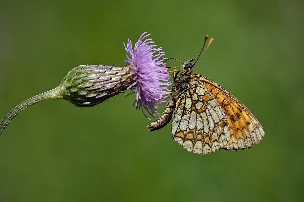 selective focus photography of orange butterfly on the top of purple petaled flower HD wallpaper