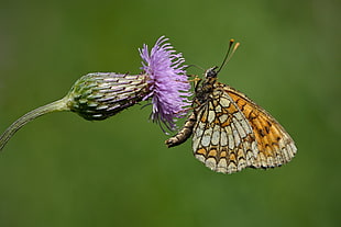 selective focus photography of orange butterfly on the top of purple petaled flower