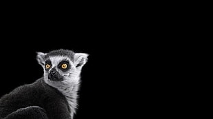 white and black lemur, photography, mammals, simple background, lemurs