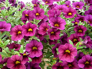 purple flower garden HD wallpaper