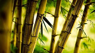 brown bamboo trees, bamboo, nature, plants