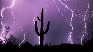 silhouette of cactus plant, lightning, silhouette, night, nature HD wallpaper