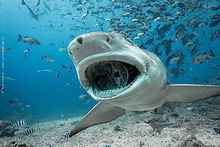 gray shark HD wallpaper