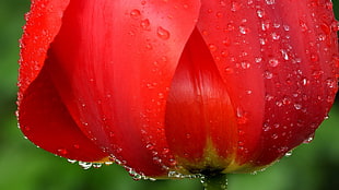 macro photography of red petaled flower with dewdrops