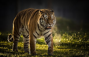 tiger walking on green field grass