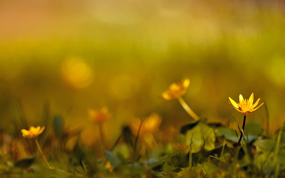 tilfshift photo of flowers HD wallpaper